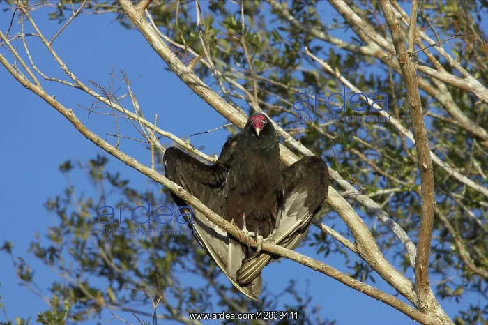 : Turkey Vulture warming itself in the morning Sunshine : Turkey Vulture warming itself in the morning Sunshine