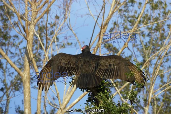 : Turkey Vulture warming itself in the morning Sunshine : Turkey Vulture warming itself in the morning Sunshine