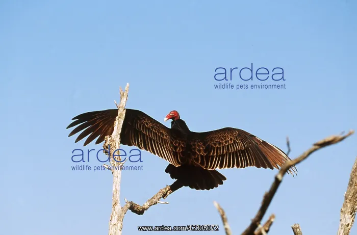 : TURKEY VULTURE - wings open : TURKEY VULTURE - wings open