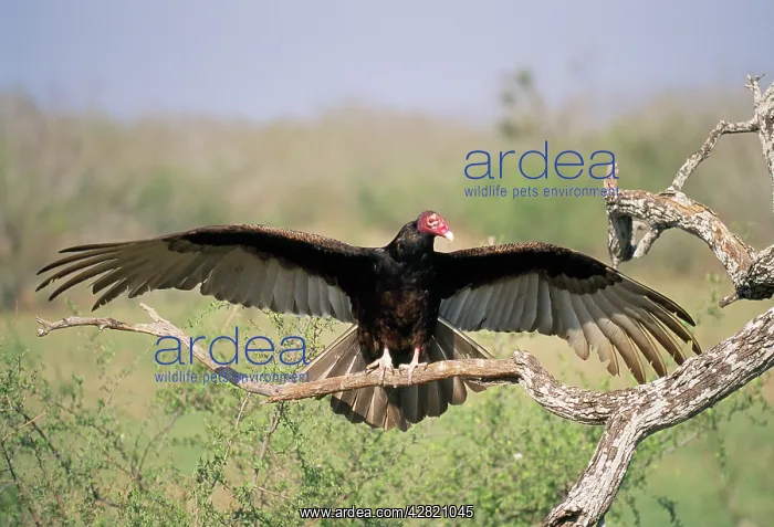 : Turkey Vulture - Wings outstretched : Turkey Vulture - Wings outstretched