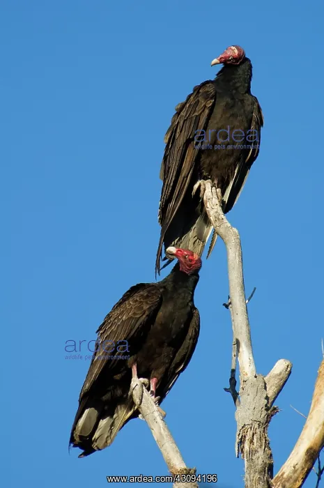 : Turkey vultures : Turkey vultures