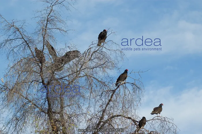  : Turkey vultures