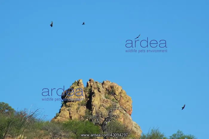 : Turkey Vultures : Turkey Vultures
