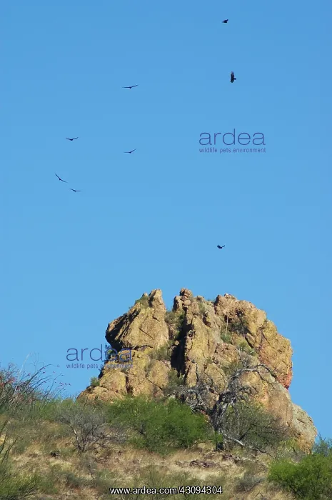  : Turkey Vultures