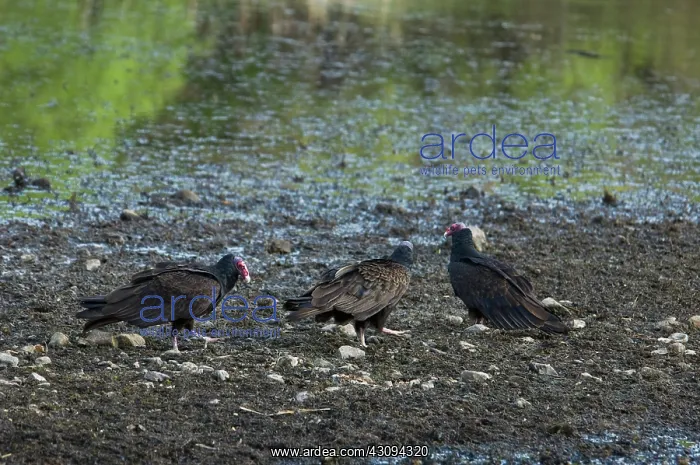  : Turkey vultures