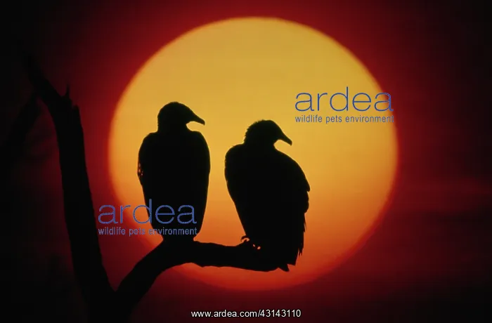 : Turkey Vultures : Turkey Vultures