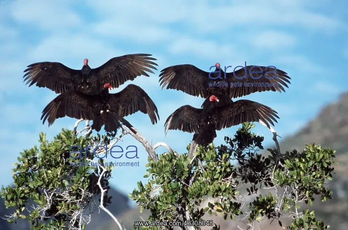 : TURKEY VULTURES : TURKEY VULTURES