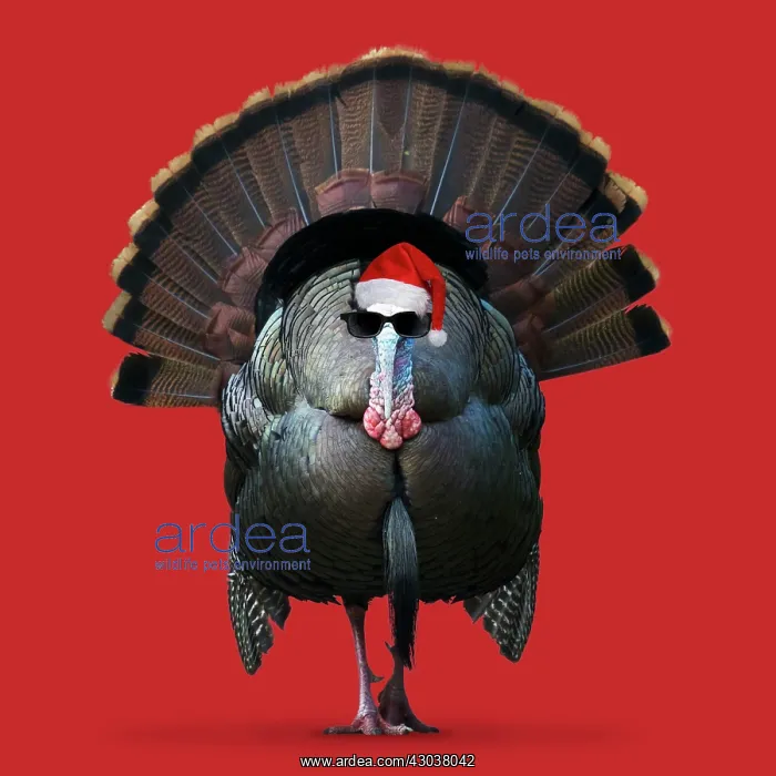  : Turkey, wearing Christmas hat and glasses BI027346
