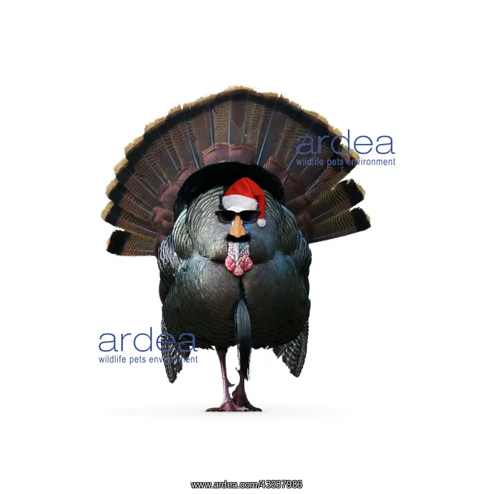 : Turkey, wearing Christmas hat and glasses disguise : Turkey, wearing Christmas hat and glasses disguise