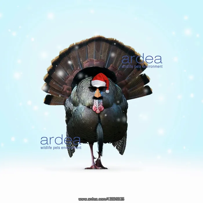 : Turkey, wearing Christmas hat and glasses disguise : Turkey, wearing Christmas hat and glasses disguise