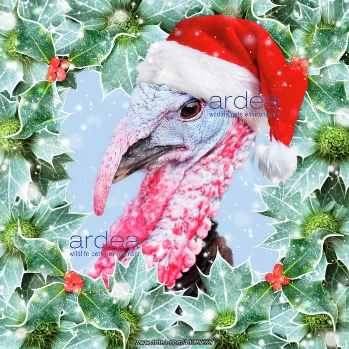 : Turkey wearing Christmas hat surrounded by Holly : Turkey wearing Christmas hat surrounded by Holly