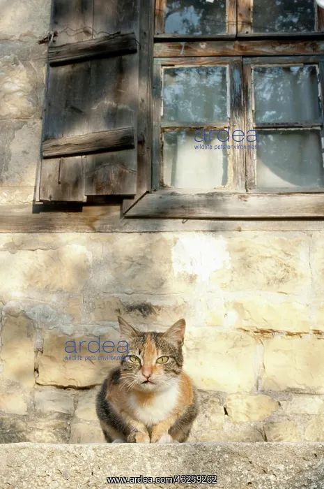 : Turkey, Yesilyurt. Cat perched in front : Turkey, Yesilyurt. Cat perched in front