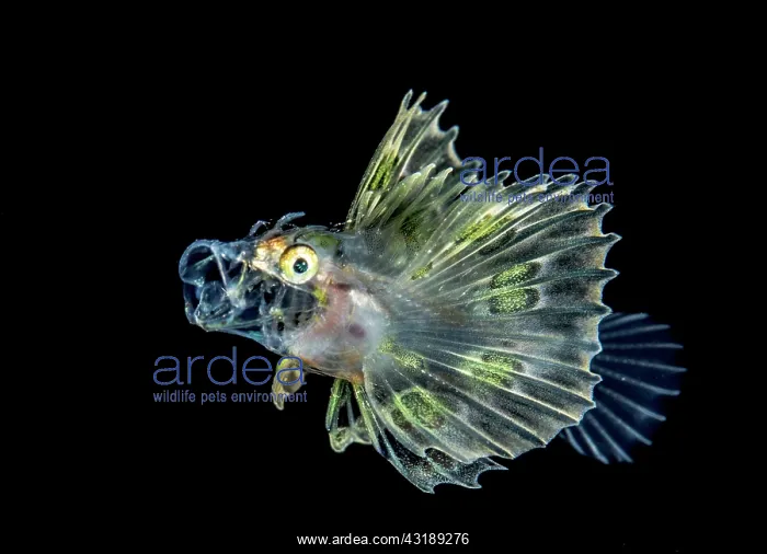 : Turkeyfish (Pterois sp) juvenile, Komodo, Indonesia : Turkeyfish (Pterois sp) juvenile, Komodo, Indonesia