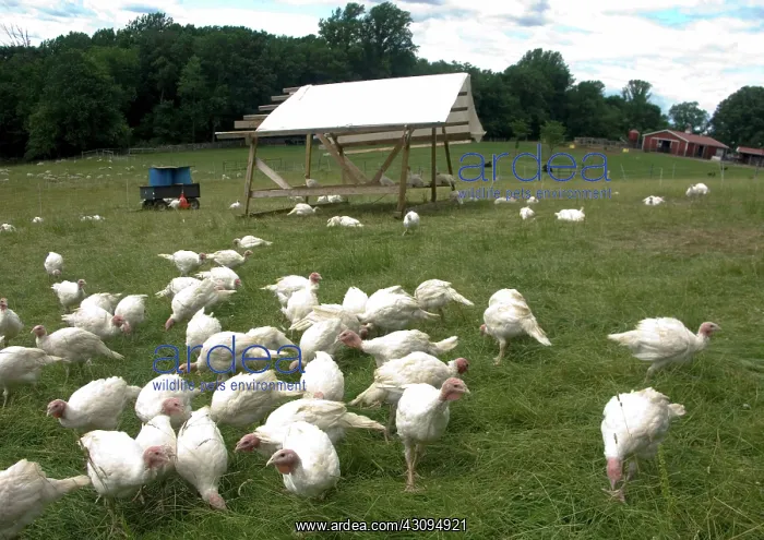 : Turkeys. Broad Breasted Giant White turkeys : Turkeys. Broad Breasted Giant White turkeys