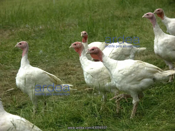 : Turkeys. Broad Breasted Giant White turkeys : Turkeys. Broad Breasted Giant White turkeys