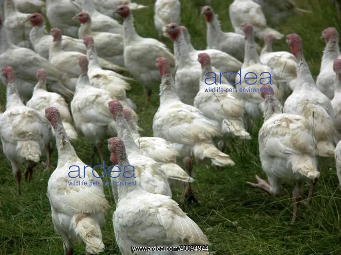 : Turkeys. Broad Breasted Giant White turkeys : Turkeys. Broad Breasted Giant White turkeys