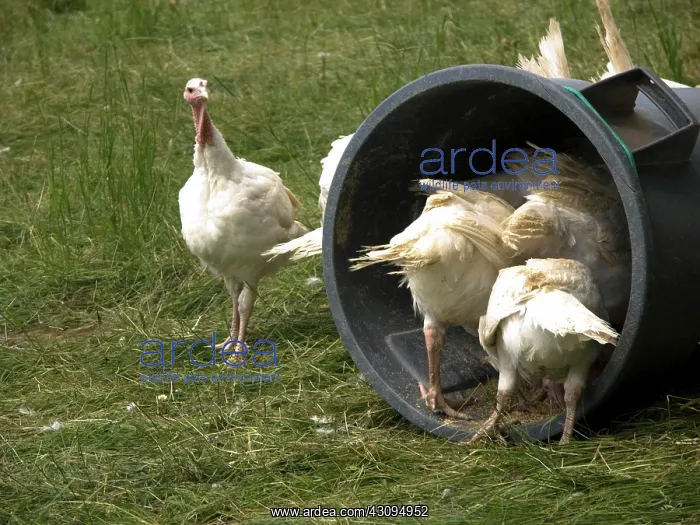 : Turkeys. Broad Breasted Giant White turkeys : Turkeys. Broad Breasted Giant White turkeys
