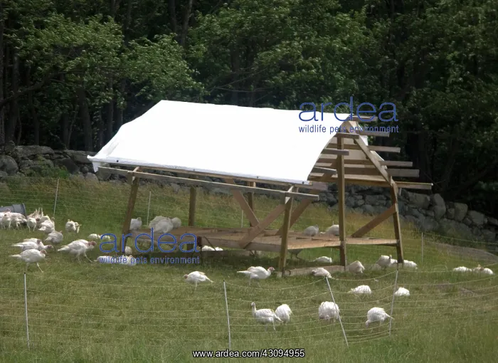 : Turkeys. Broad Breasted Giant White turkeys : Turkeys. Broad Breasted Giant White turkeys