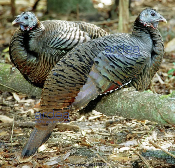 : Turkeys. Two female Turkeys (Meleagris gallopavo) roosting on a fallen : Turkeys. Two female Turkeys (Meleagris gallopavo) roosting on a fallen