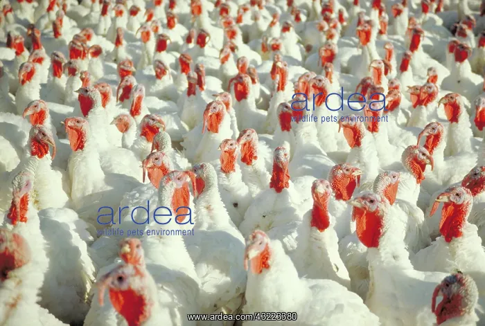 : Turkeys. Domestic turkeys on a farm : Turkeys. Domestic turkeys on a farm
