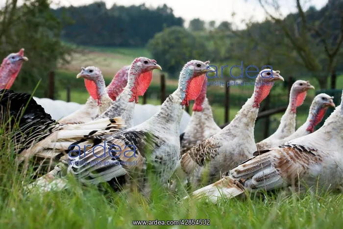 : Turkeys - group of females : Turkeys - group of females