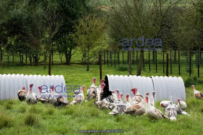 : Turkeys - group outside shelter in field : Turkeys - group outside shelter in field