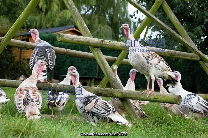 : Turkeys - group at turkey playground : Turkeys - group at turkey playground