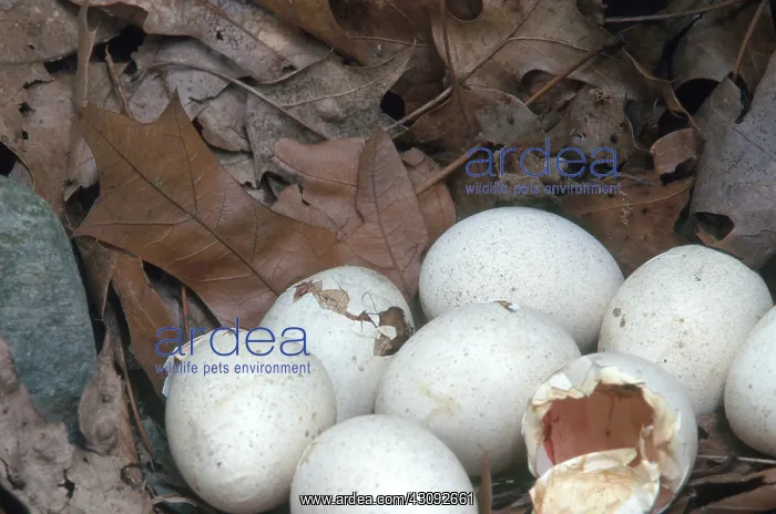 : Turkeys Hatching : Turkeys Hatching