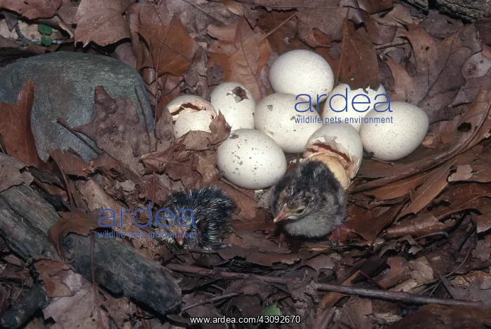 : Turkeys Hatching : Turkeys Hatching