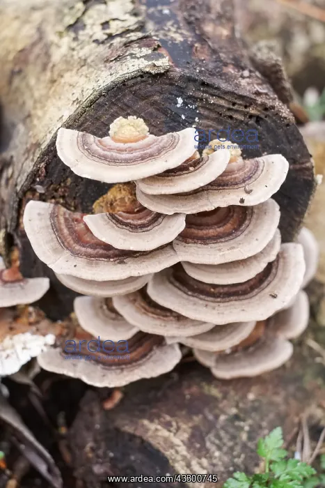 : Turkeytail Bracket Fungus growing on decaying wood : Turkeytail Bracket Fungus growing on decaying wood