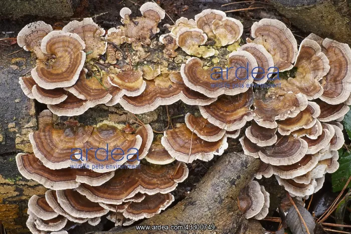 : Turkeytail Bracket Fungus growing on decaying wood : Turkeytail Bracket Fungus growing on decaying wood