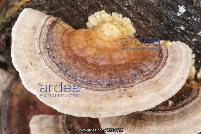 : Turkeytail Bracket Fungus growing on decaying wood : Turkeytail Bracket Fungus growing on decaying wood
