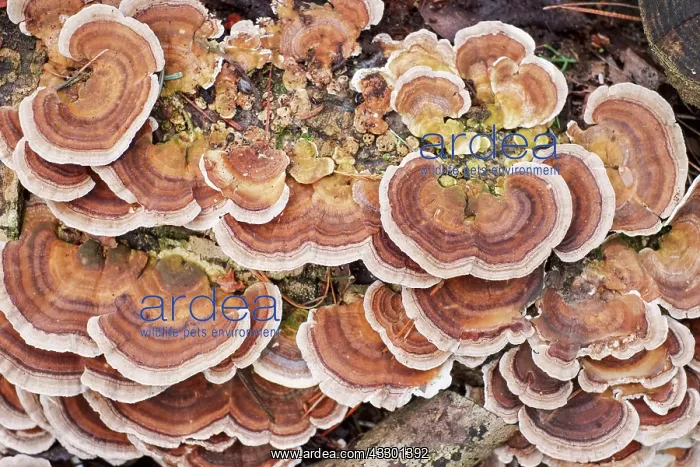 : Turkeytail Bracket Fungus - Norfolk UK : Turkeytail Bracket Fungus - Norfolk UK