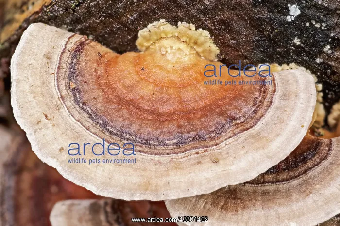 : Turkeytail Bracket Fungus - Norfolk UK : Turkeytail Bracket Fungus - Norfolk UK