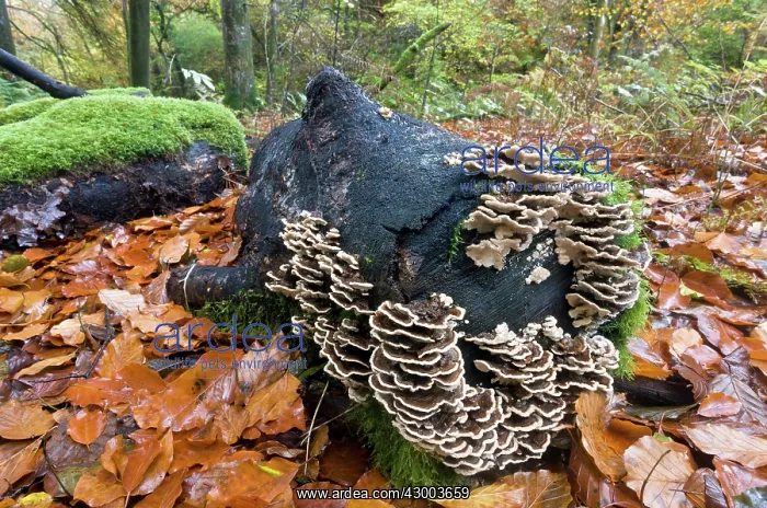 : Turkeytail fungus : Turkeytail fungus