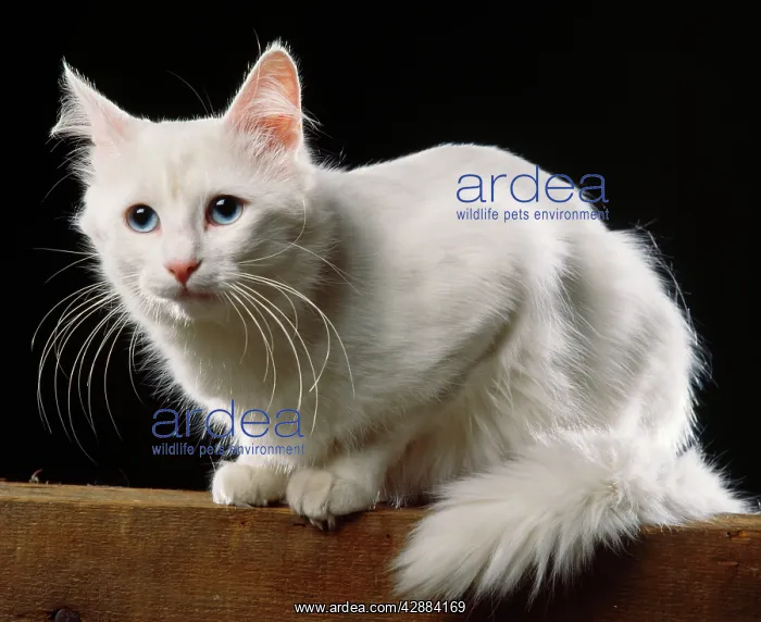  : Turkish Angora Cat