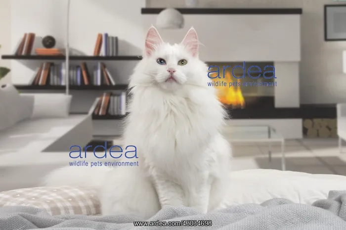  : Turkish Angora Cat indoors