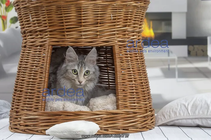  : Turkish Angora Cat indoors