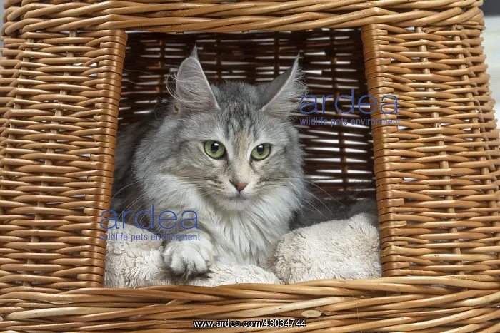  : Turkish Angora Cat indoors