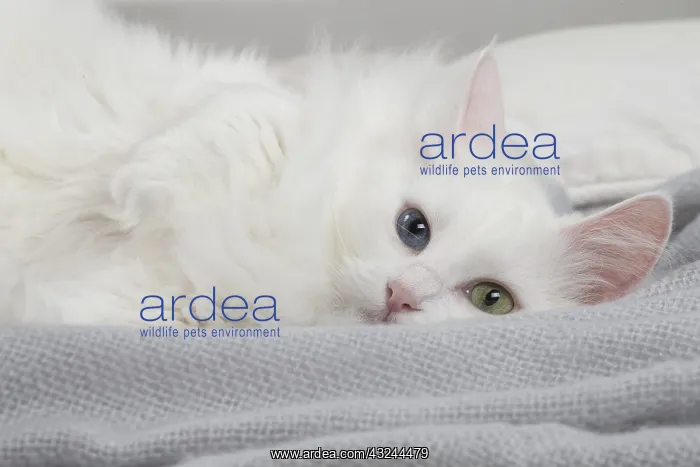  : Turkish Angora Cat indoors