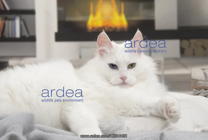 : Turkish Angora Cat indoors