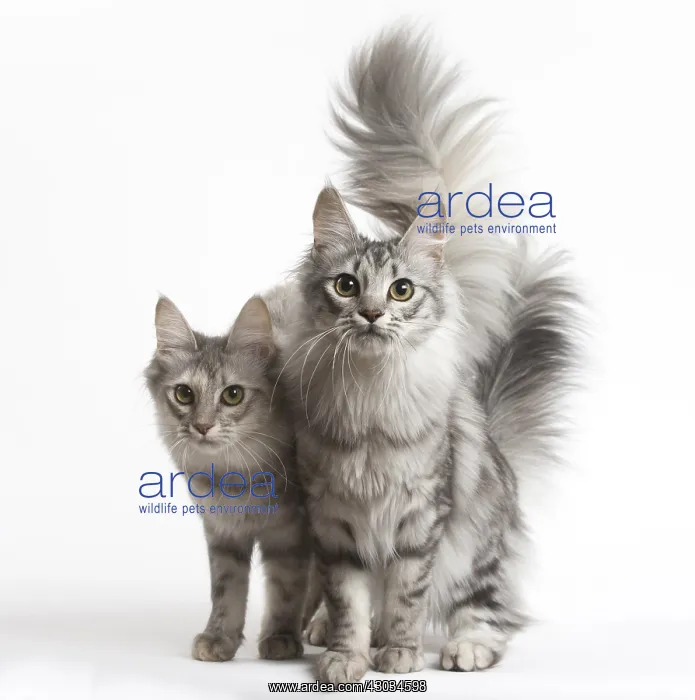 : Turkish Angora Cat and Kitten in the studio