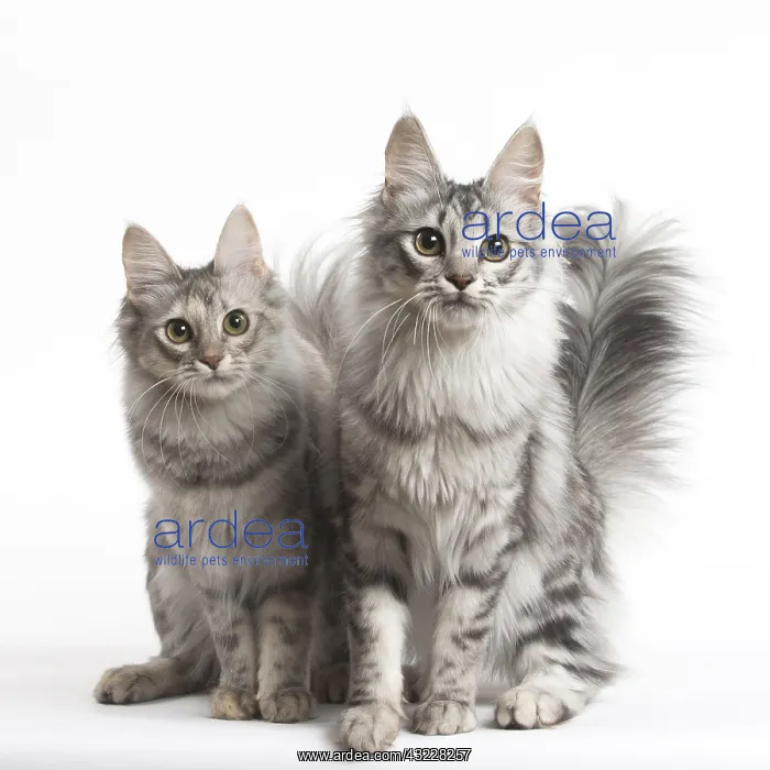  : Turkish Angora Cat and Kitten in the studio