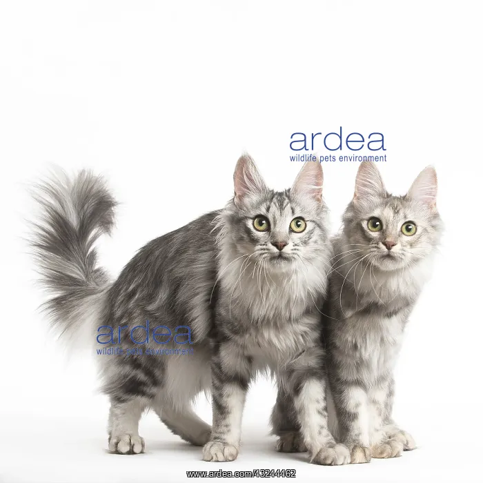  : Turkish Angora Cat and Kitten in the studio