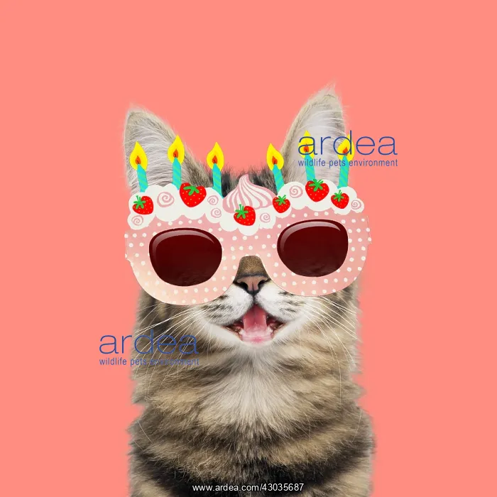 : Turkish Angora Cat portrait smiling, wearing birthday : Turkish Angora Cat portrait smiling, wearing birthday