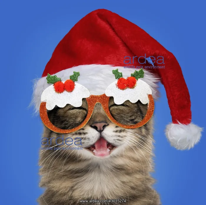  : Turkish Angora Cat - portrait - smiling  /  laughing