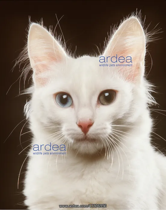 : TURKISH ANGORA CAT - showing eyes of different colours : TURKISH ANGORA CAT - showing eyes of different colours