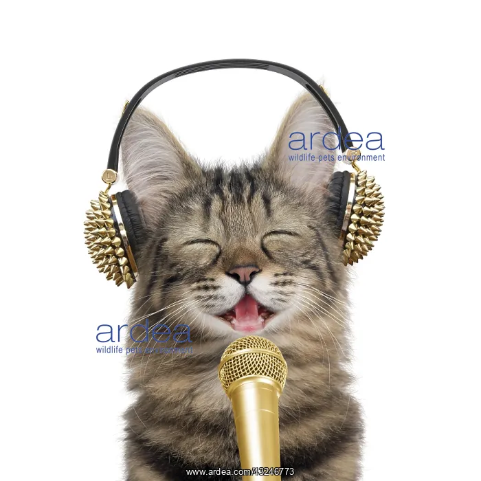 : Turkish Angora Cat, singing with earphones and microphone : Turkish Angora Cat, singing with earphones and microphone