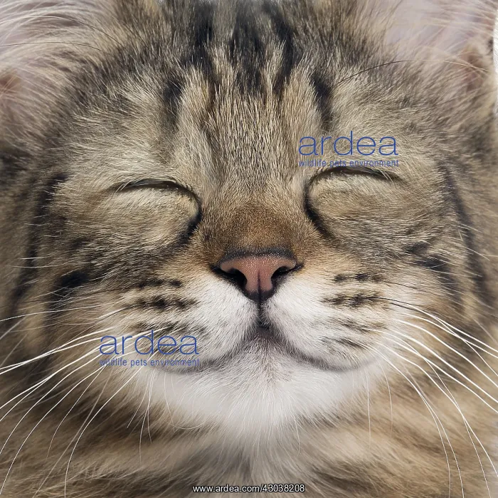  : Turkish Angora Cat, smiling close up