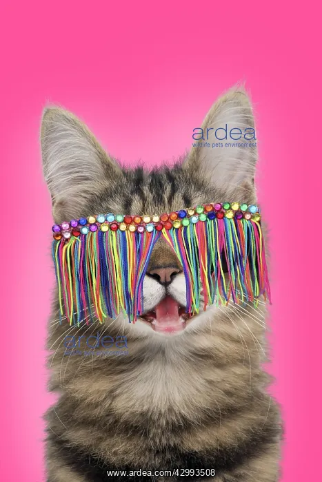 : Turkish Angora Cat, smiling / laughing wearing : Turkish Angora Cat, smiling / laughing wearing